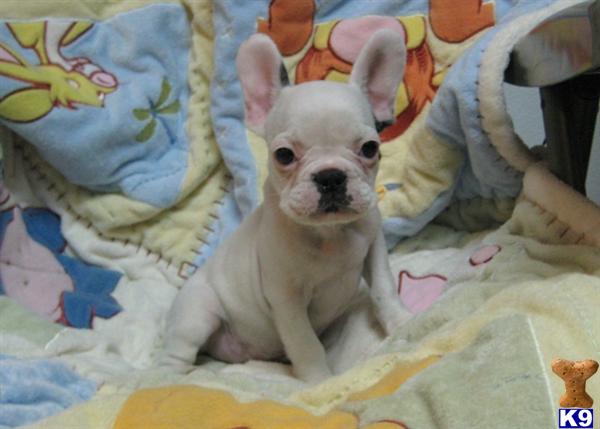 Puppies in Queens