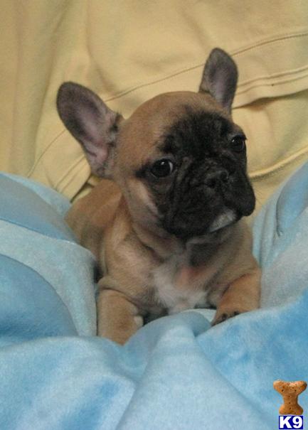 Puppies in Queens