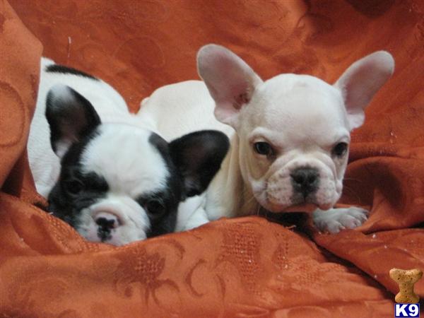 Puppies in Queens