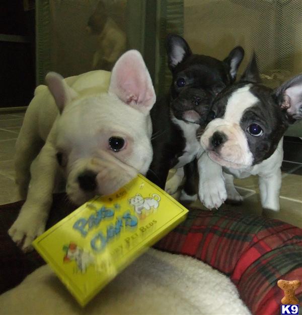 Puppies in Queens