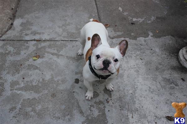 Stud Dogs - French Bulldog