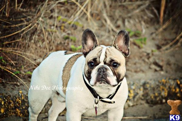 Stud Dogs - French Bulldog