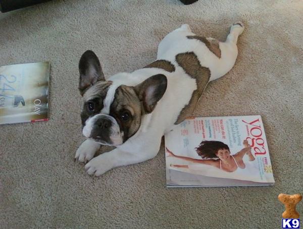 Stud Dogs - French Bulldog