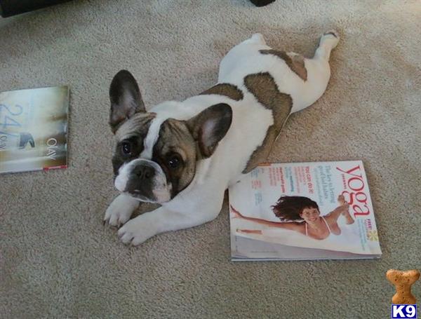 Stud Dogs - French Bulldog