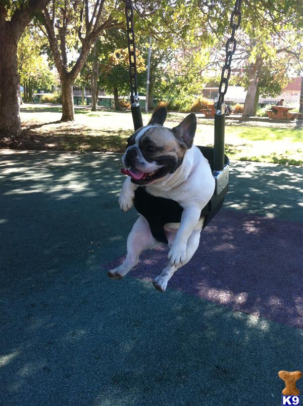 Stud Dogs - French Bulldog
