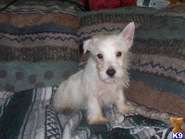 West Highland White Terrier Puppies