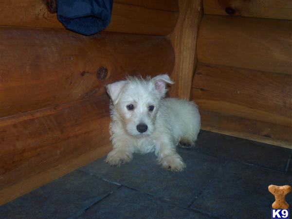 West Highland White Terrier Puppies