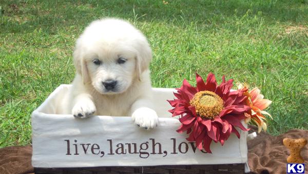 Puppies in MD