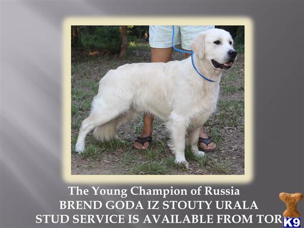 Stud Dogs - Golden Retriever