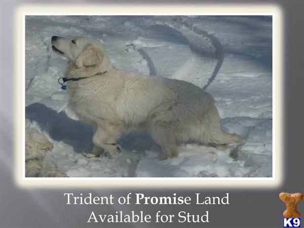 Stud Dogs - Golden Retriever