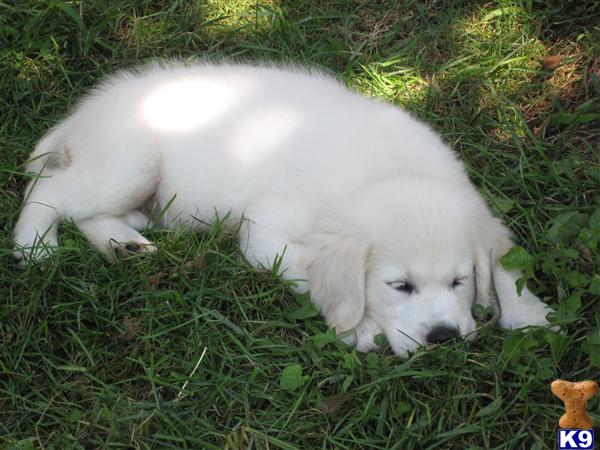 Puppies in MD