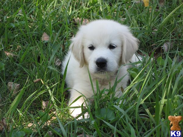 Puppies in MD