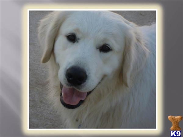 Stud Dogs - Golden Retriever