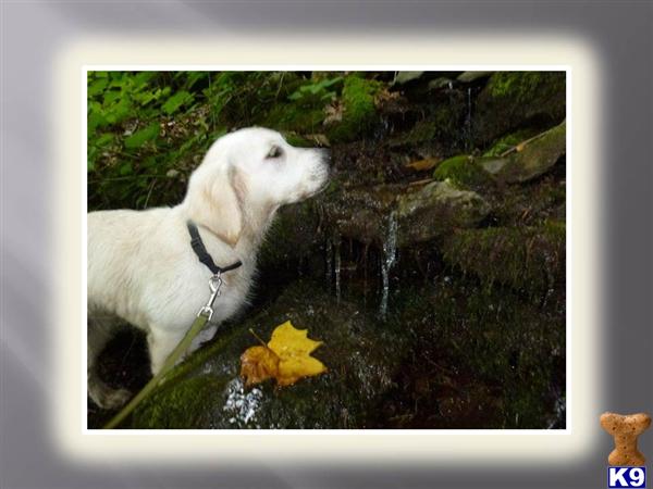 golden retriever chion breed golden retriever breeders in maryland golden retriever chion breed golden retriever breeders in maryland