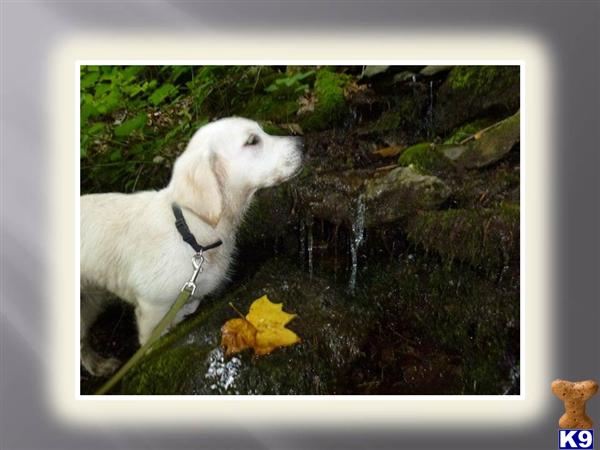 English Golden Retriever Breeders In Maryland