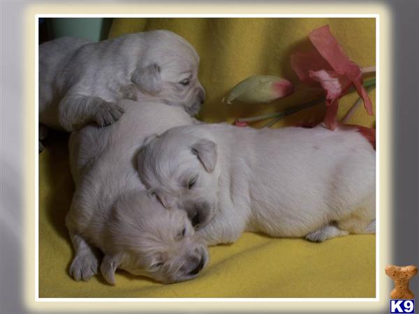 Puppies in MD