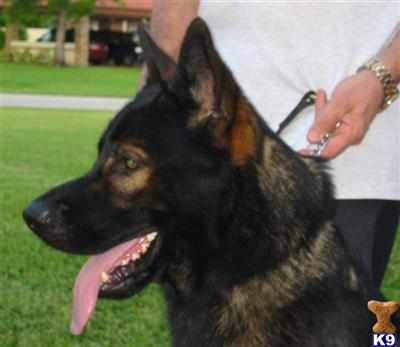 ddr german shepherd puppies for sale german shepherd puppy for sale ddr puppies 5 years ddr german shepherd puppies for sale german shepherd puppy for sale ddr puppies 5 years
