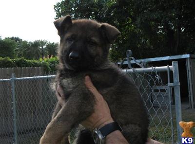 German Shepherd Puppies in FL