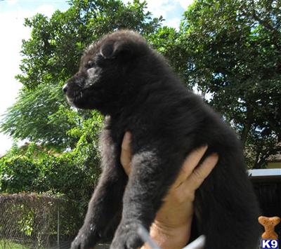 Puppies in FL