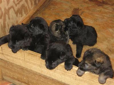 German Shepherd Puppies in FL