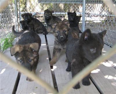 German Shepherd Puppies in FL