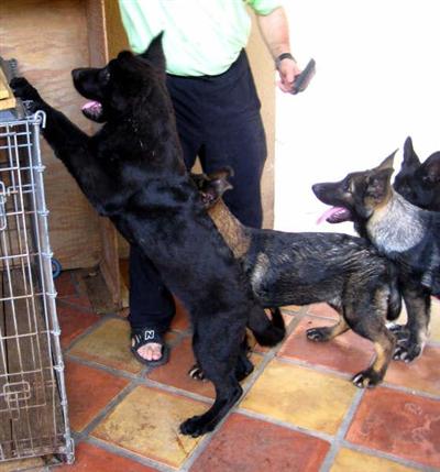 German Shepherd Puppies in FL