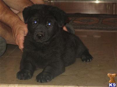 Puppies in FL