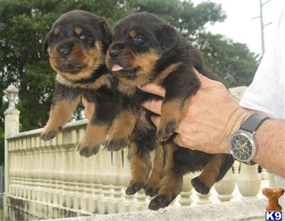 Rottweiler Puppies in FL