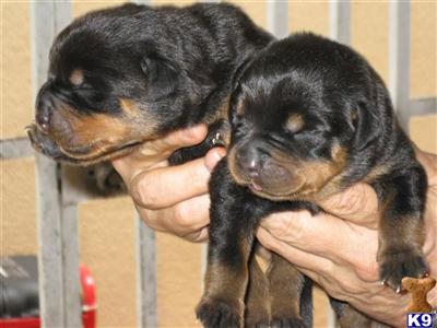 Rottweiler Puppies in FL
