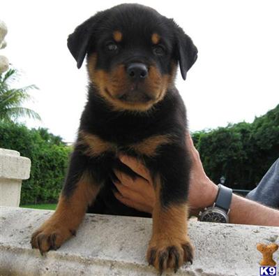 Rottweiler Puppies in FL