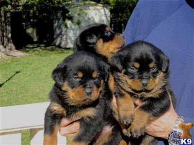 Rottweiler Puppies for Sale