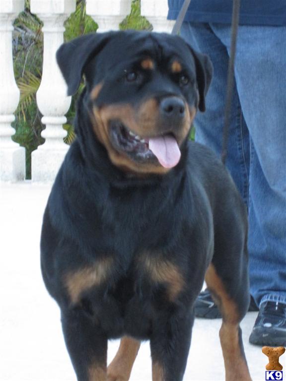 Rottweiler Puppies in FL