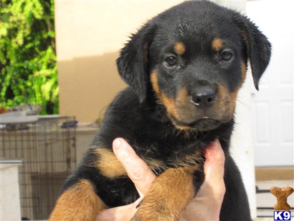 Rottweiler Puppies for Sale