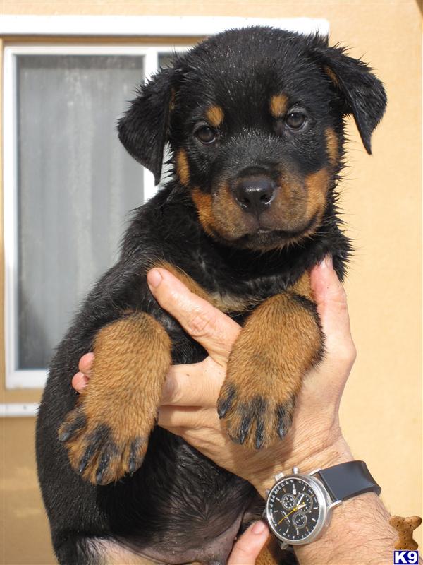 Rottweiler Puppies for Sale