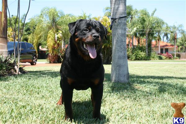 Stud Dogs - Rottweiler
