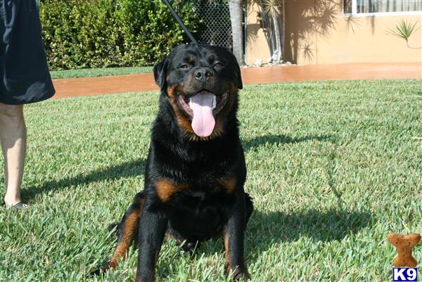Stud Dogs - Rottweiler
