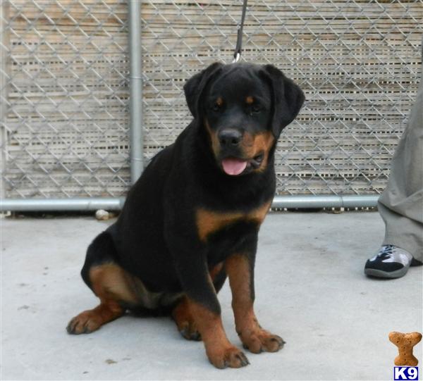 Rottweiler Puppies