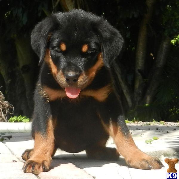 Rottweiler