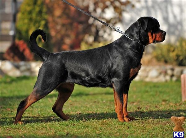 Dogs for Sale