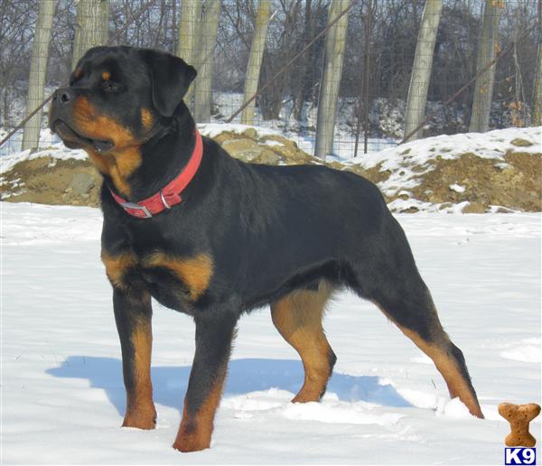 Rottweiler Puppies