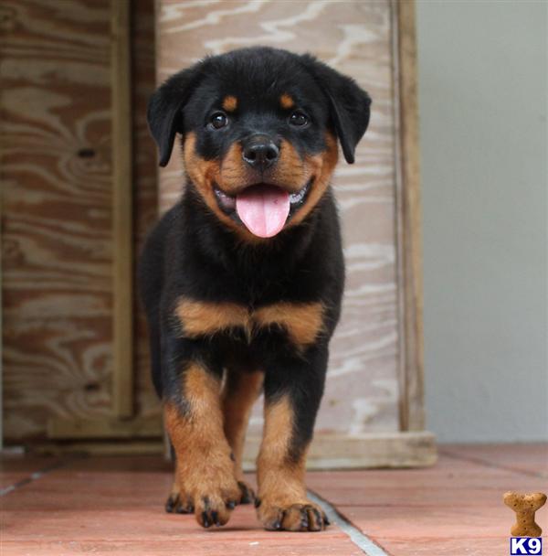 Rottweiler