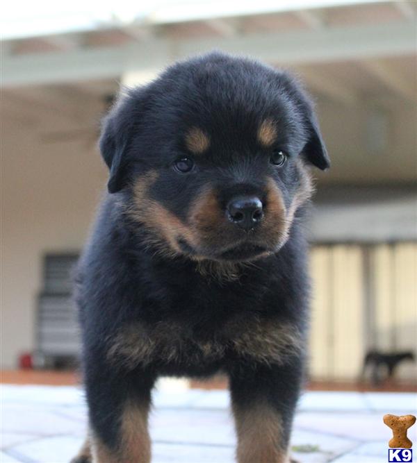 rottweiler for sale los angeles breeders of high quality german shepherd rottweiler autos post rottweiler for sale los angeles breeders of high quality german shepherd rottweiler autos post