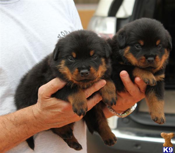 rottweiler puppies for sale in florida document moved rottweiler puppies for sale in florida document moved