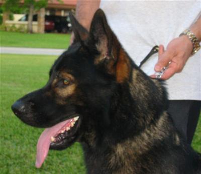 Stud Dogs - German Shepherd