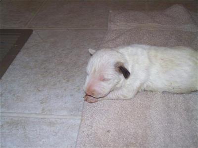 Bull Terrier Puppies for Sale