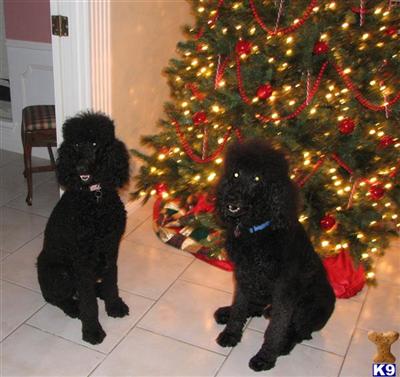 Poodle Puppies in TX