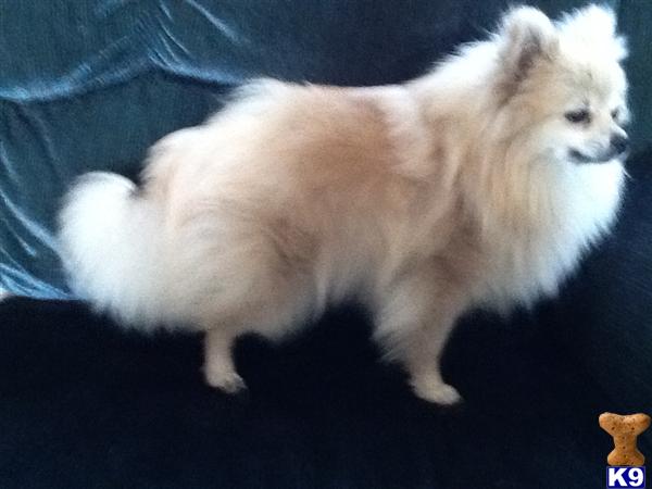 Dogs - Pomeranian