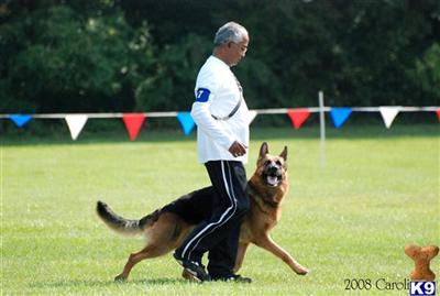 Stud Dogs in VA