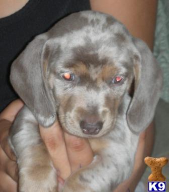 Puppies in Dhs