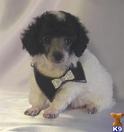 Poodle Puppies in TX